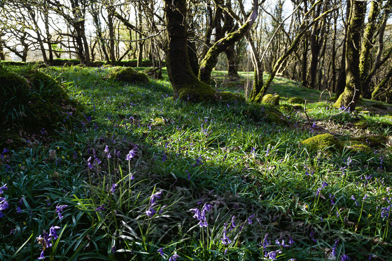 Bluebells in the Wind cinemagraph