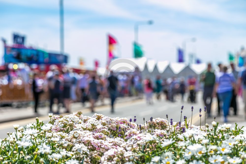 Events & Festivals